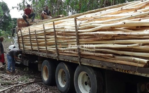 Acacia Wood Farm – Investment