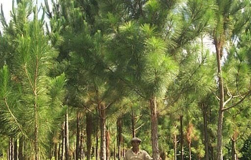 Acacia Wood Farm – Investment