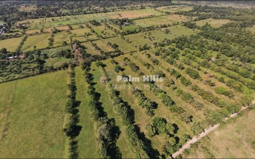 1.4 million m2 Flat agriculture Land Sabaneta