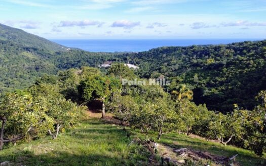 Ocean-View Avocado Farm with High ROI