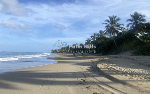 Última parcela a pocos pasos del mar: 472 m² con cocoteros y mangos. Construya su sueño caribeño.